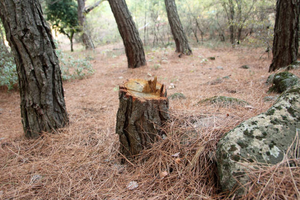 How Our Tree Care Process Works  in  Norwalk, CA